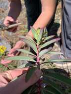 Image of Euphorbia wallichii Hook. fil.