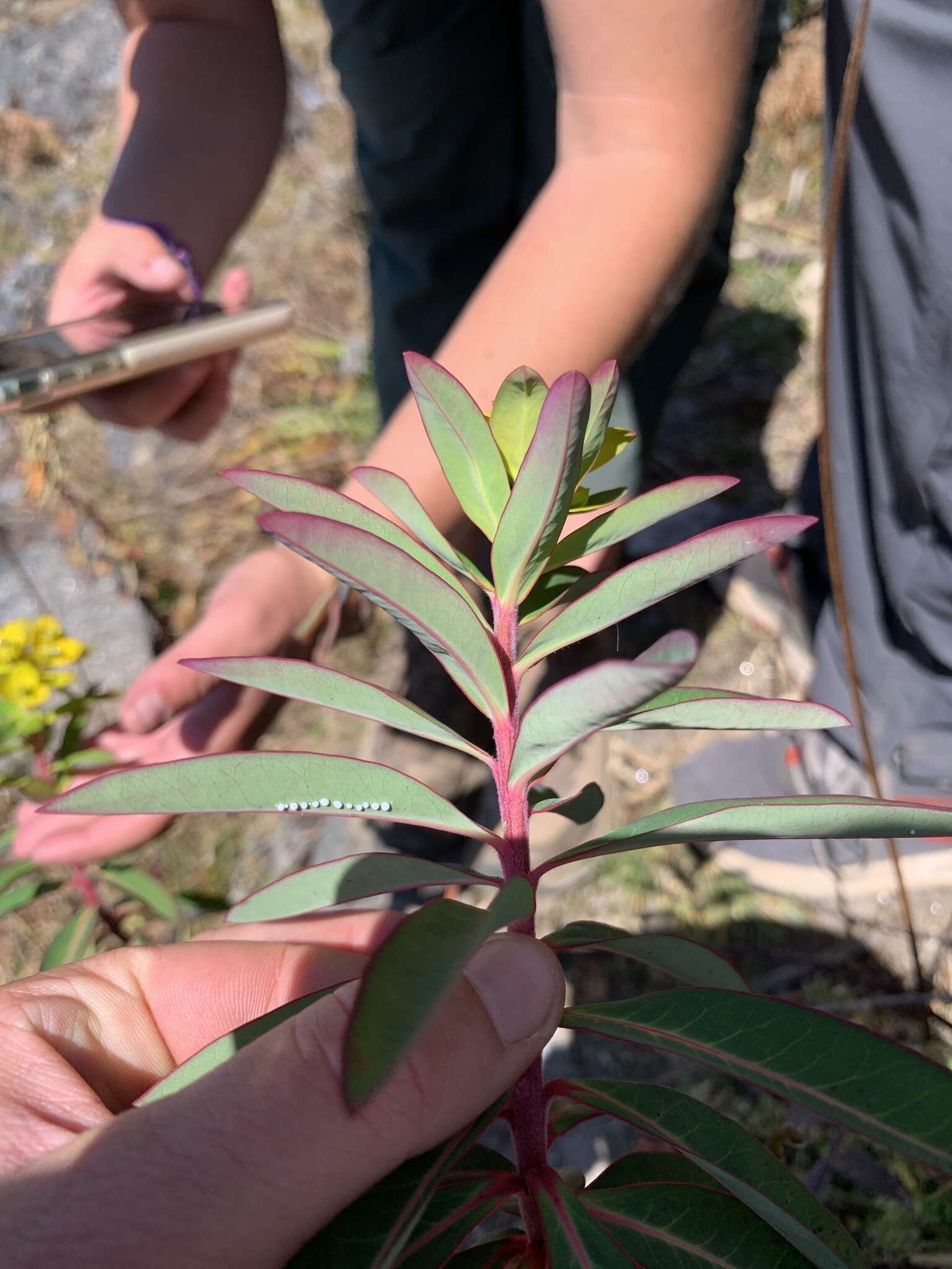 Image of Euphorbia wallichii Hook. fil.