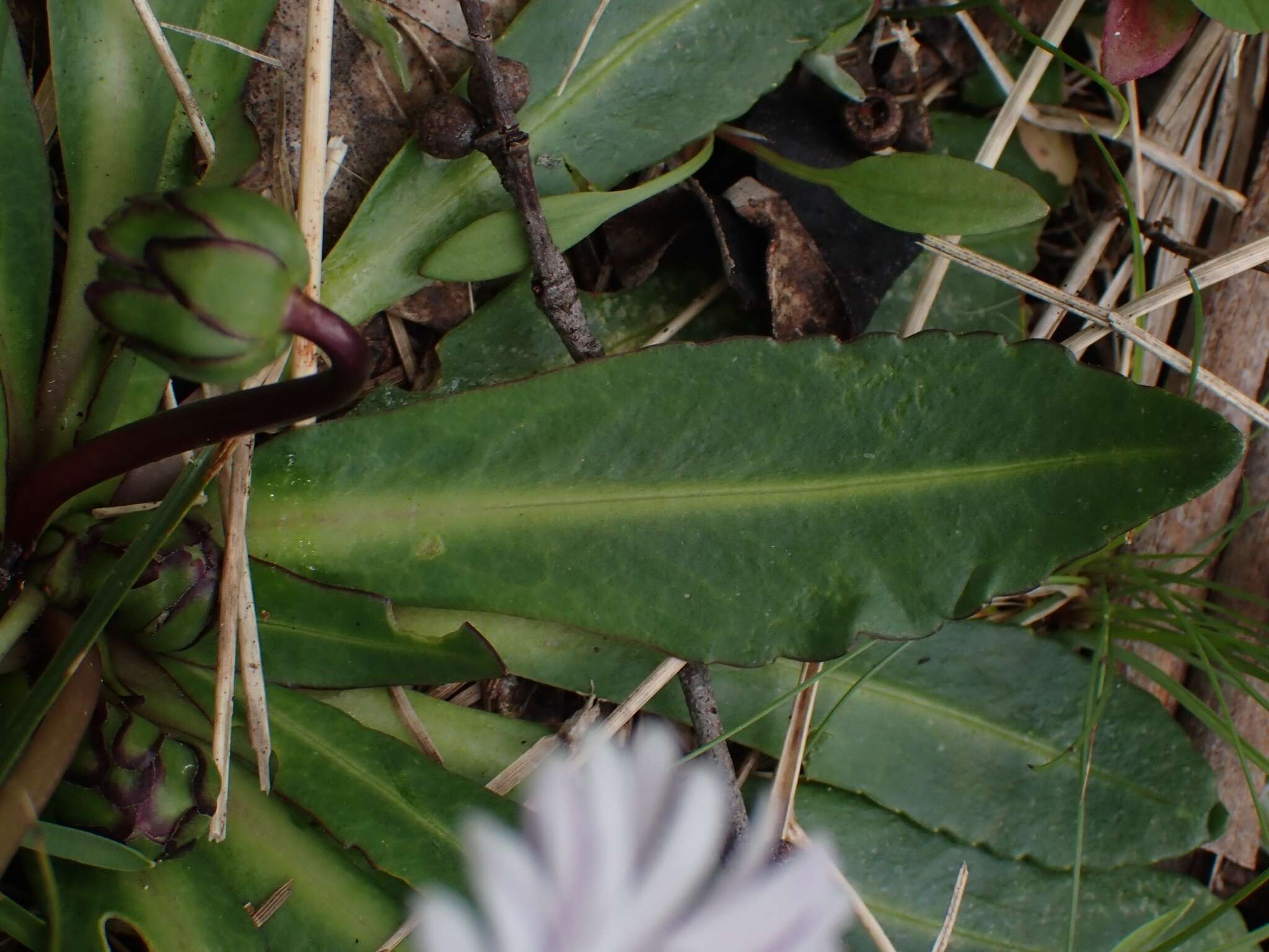 Image of Brachyscome decipiens Hook. fil.