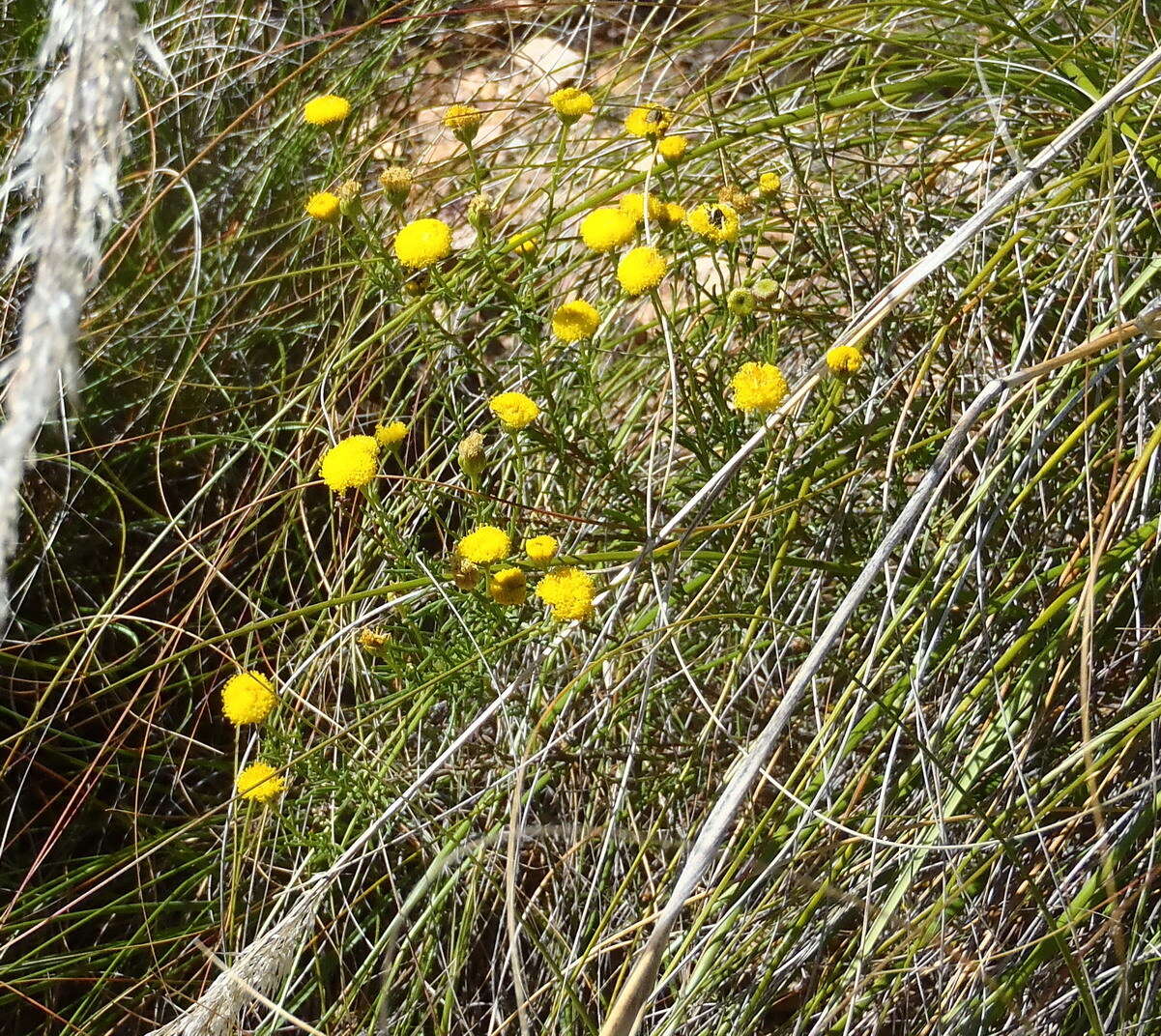 Слика од Chrysocoma ciliata L.