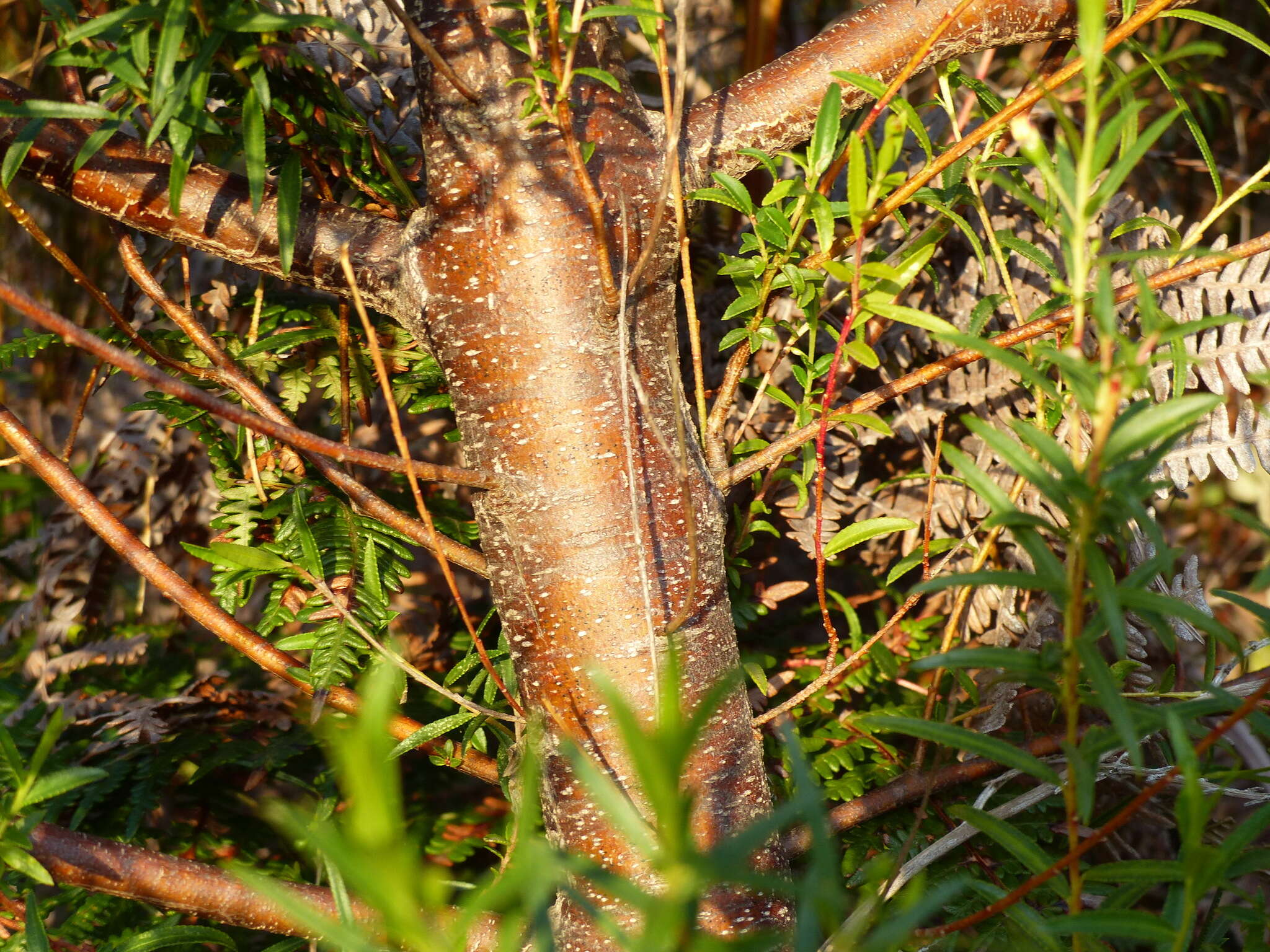 Image of Empleurum unicapsulare (L. fil.) Skeels