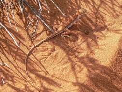 Image of Long-tailed Sand-dragon