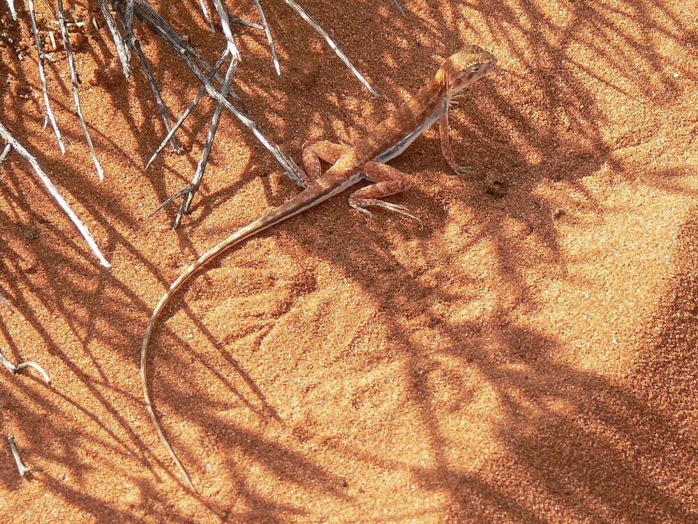 Image of Long-tailed Sand-dragon