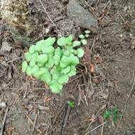 Adiantum chilense Kaulf.的圖片