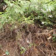 Image of Narrow-leaved Mint-bush