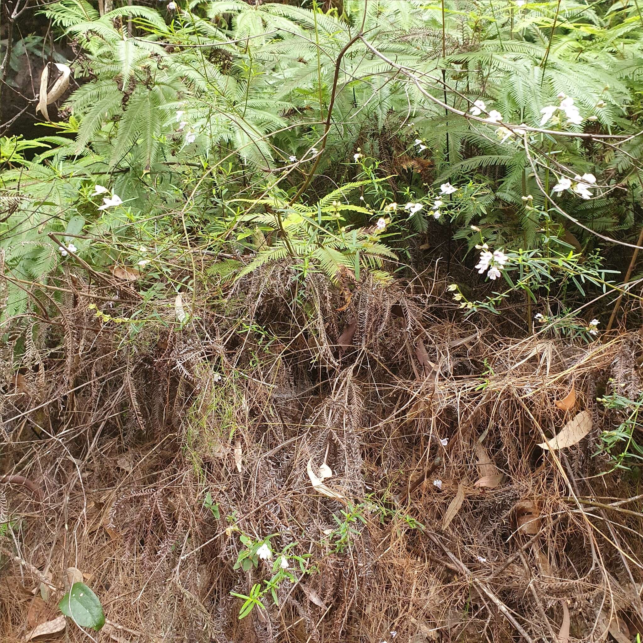 Image of Narrow-leaved Mint-bush