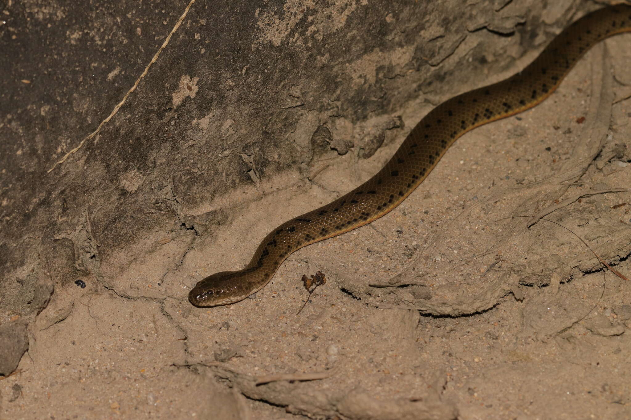 Image of Chinese Water Snake