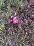 Image of Carpobrotus N. E. Br.