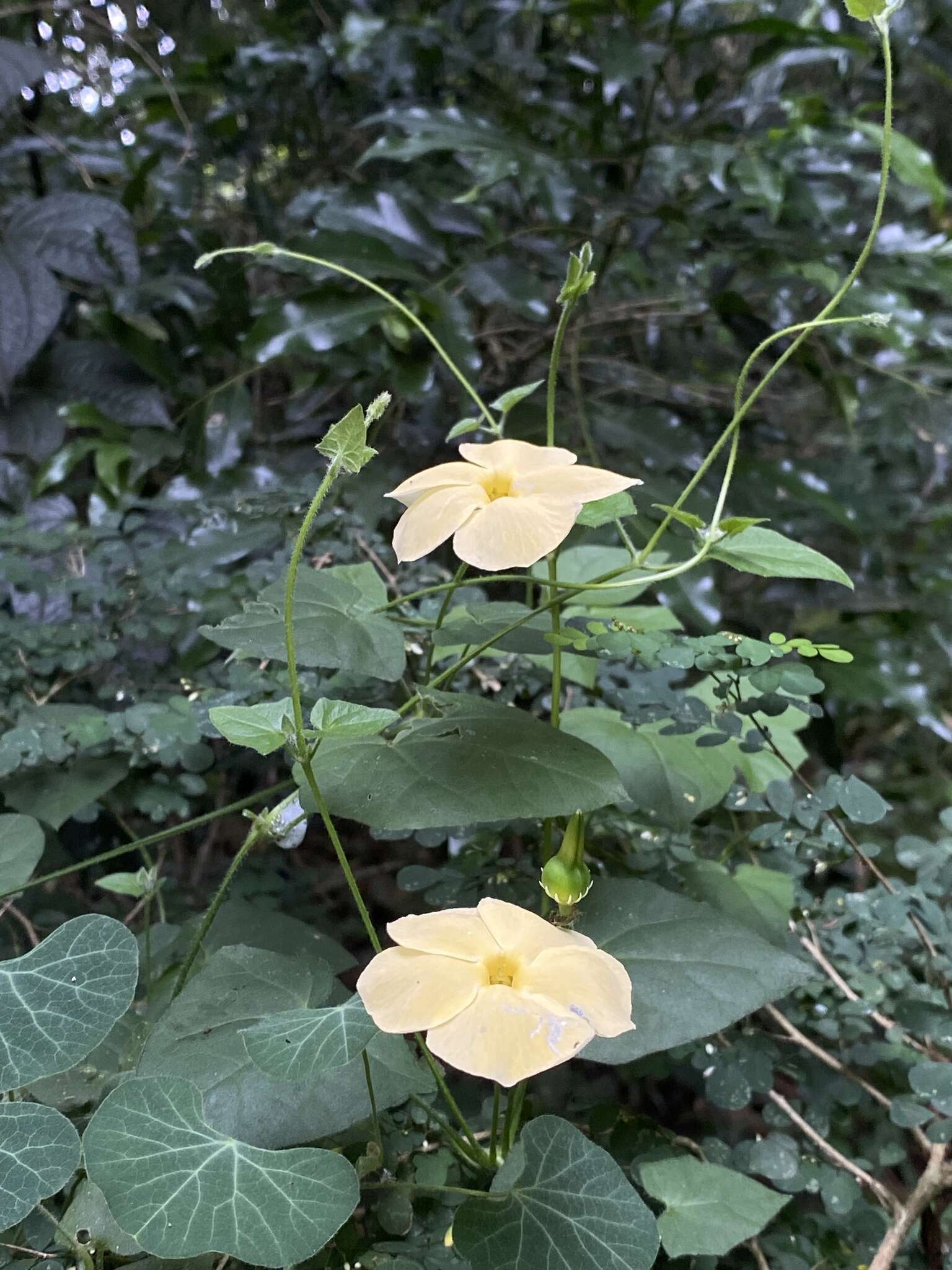 Image of Thunbergia dregeana Nees