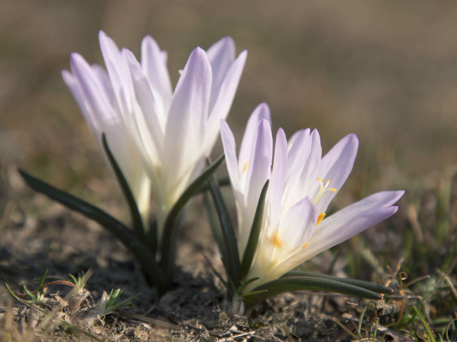 Image of Colchicum bulbocodium subsp. versicolor (Ker Gawl.) K. Perss.