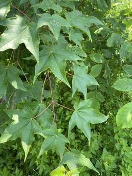 Image of Acer pictum subsp. mono (Maxim.) H. Ohashi