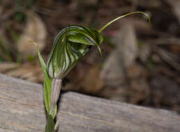 Image of Sharp-leaf greenhood