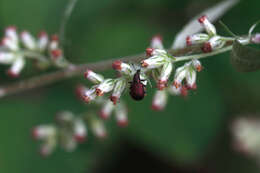 Image of Plum Borer