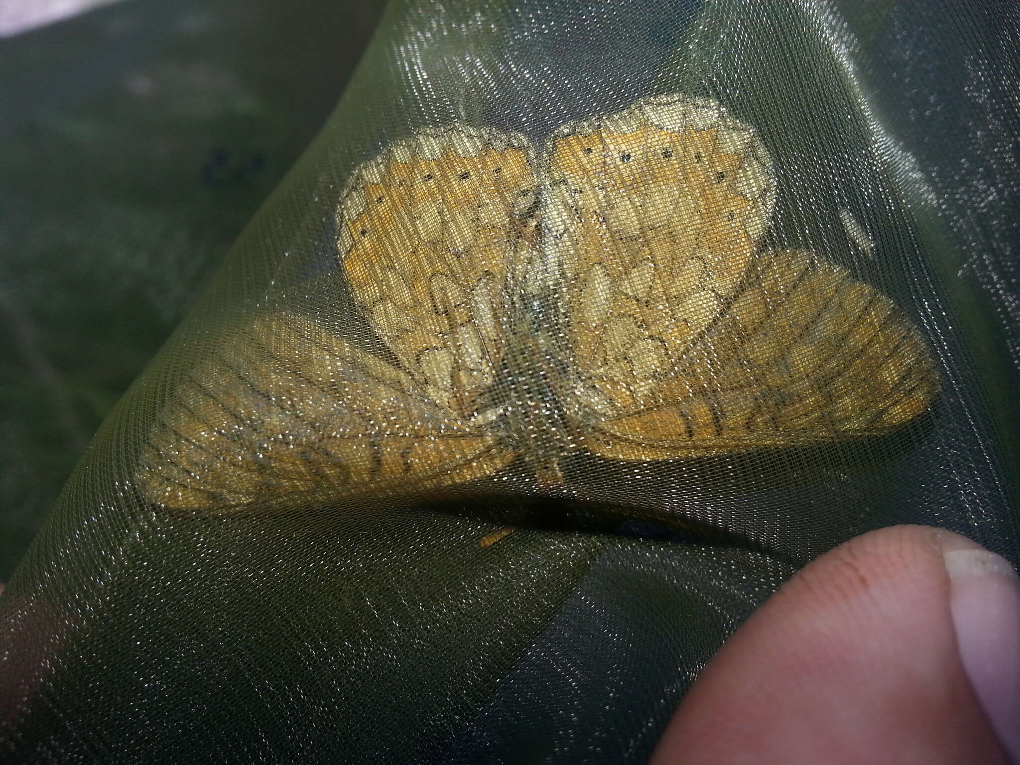 Image of Euphydryas aurinia provincialis (Boisduval 1828)