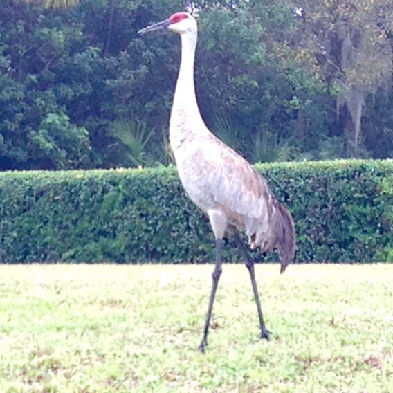 Image of Sandhill Crane