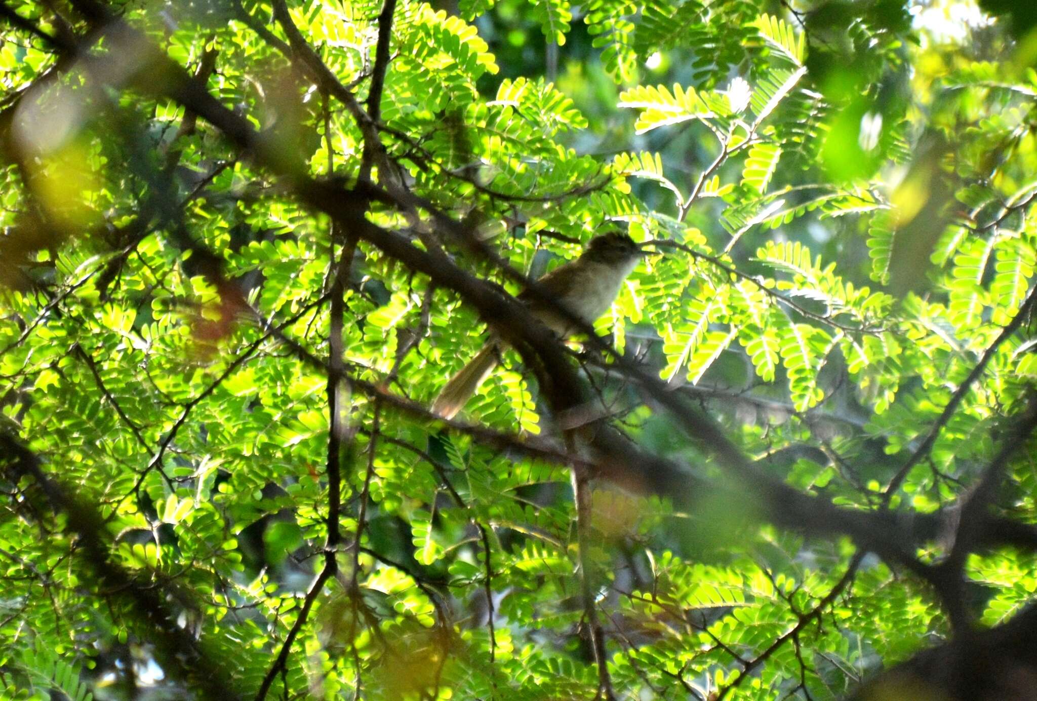 Image of Terrestrial Brownbul