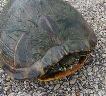 Image of slider turtle, red-eared terrapin, red-eared slider