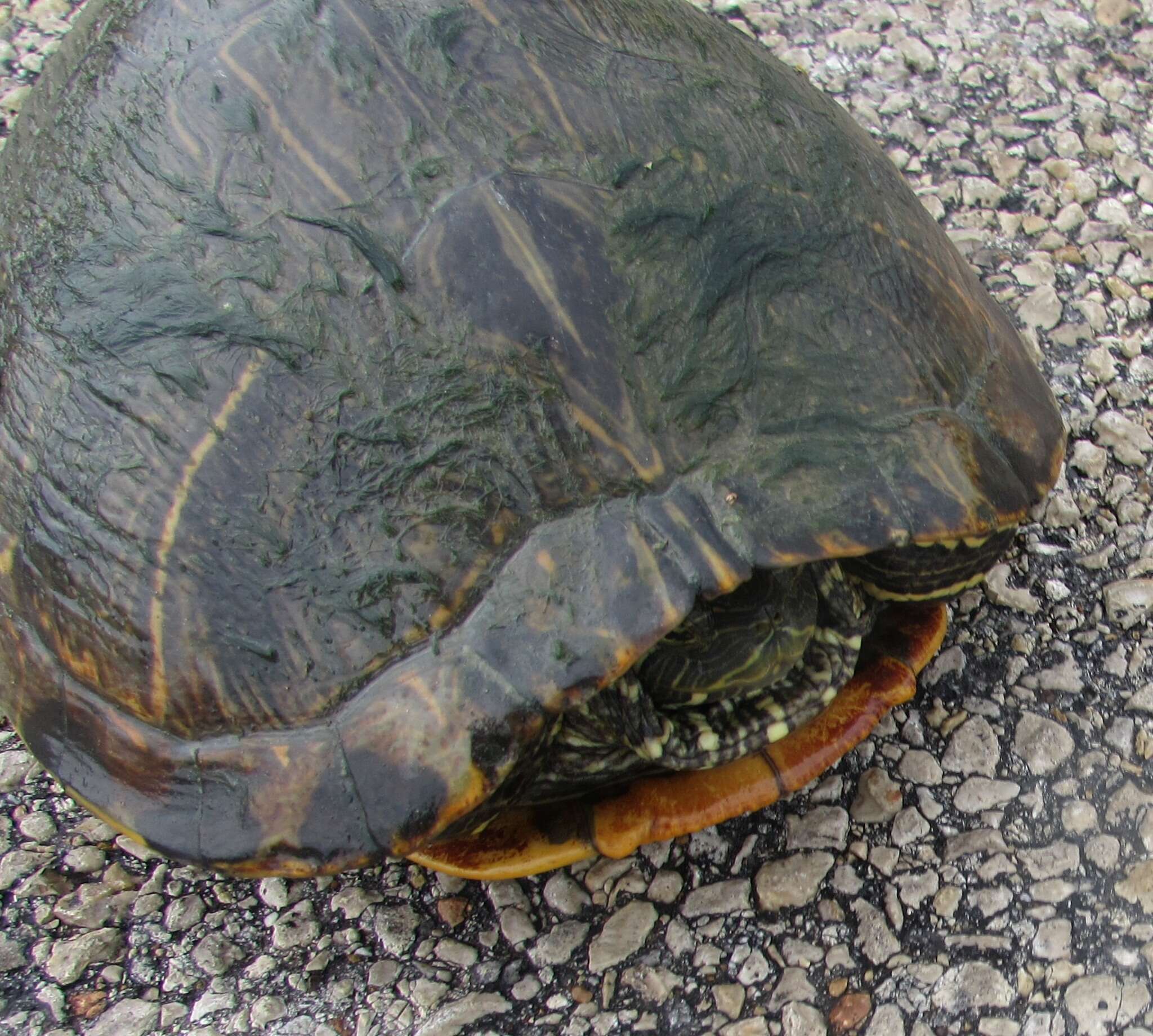 Image of slider turtle, red-eared terrapin, red-eared slider