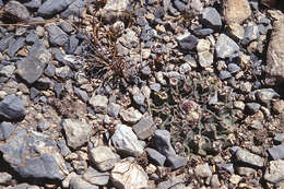 Image of Thelocactus rinconensis subsp. rinconensis