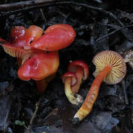 Sivun Hygrocybe splendidissima (P. D. Orton) M. M. Moser 1967 kuva