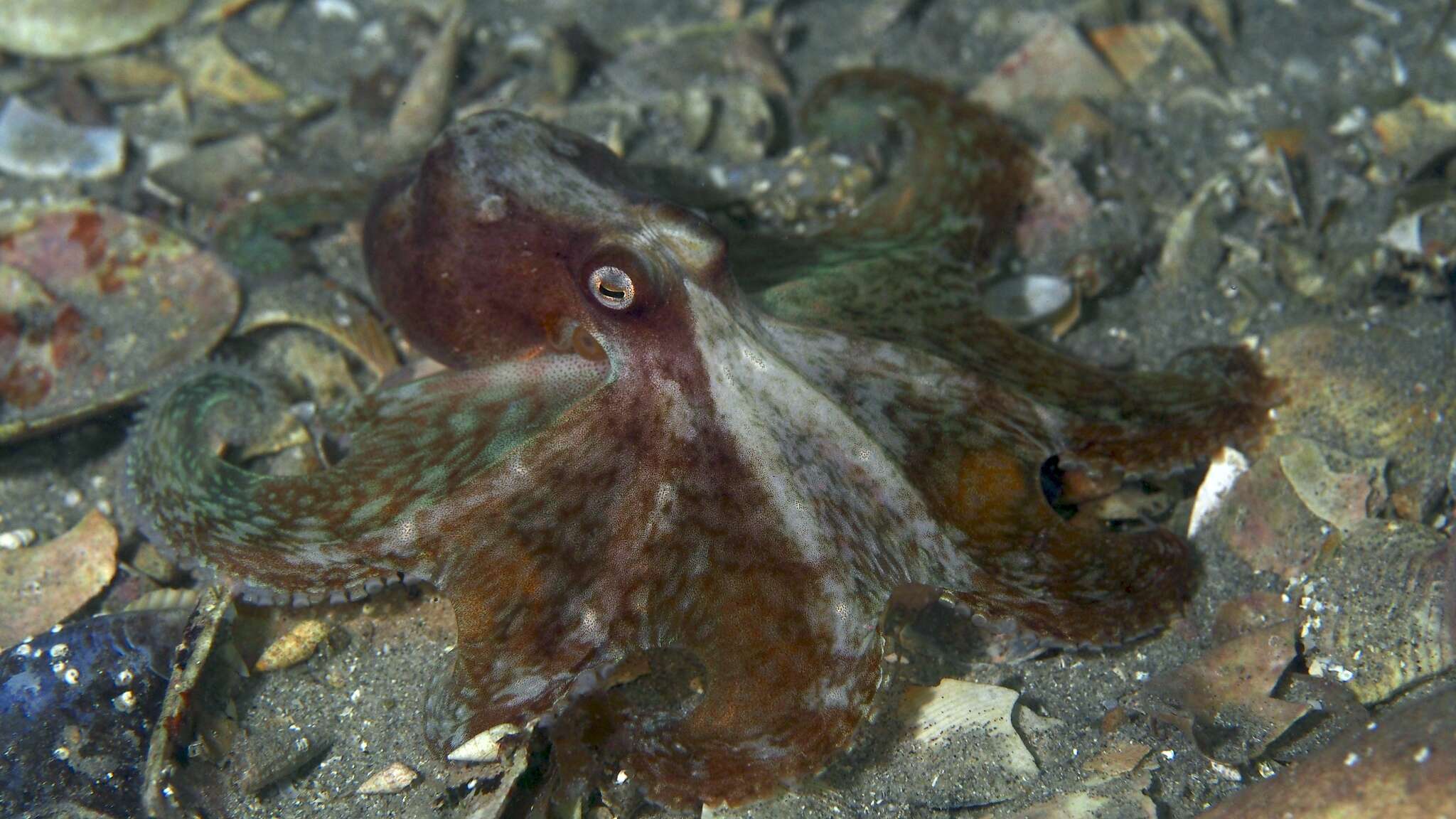 Image of Octopus berrima Stranks & Norman 1992