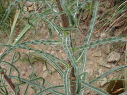 Image de Campanula speciosa Pourr.