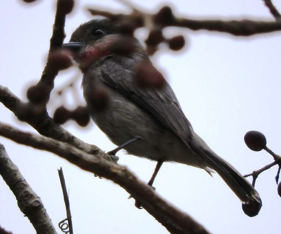 Image of Rose-throated Becard