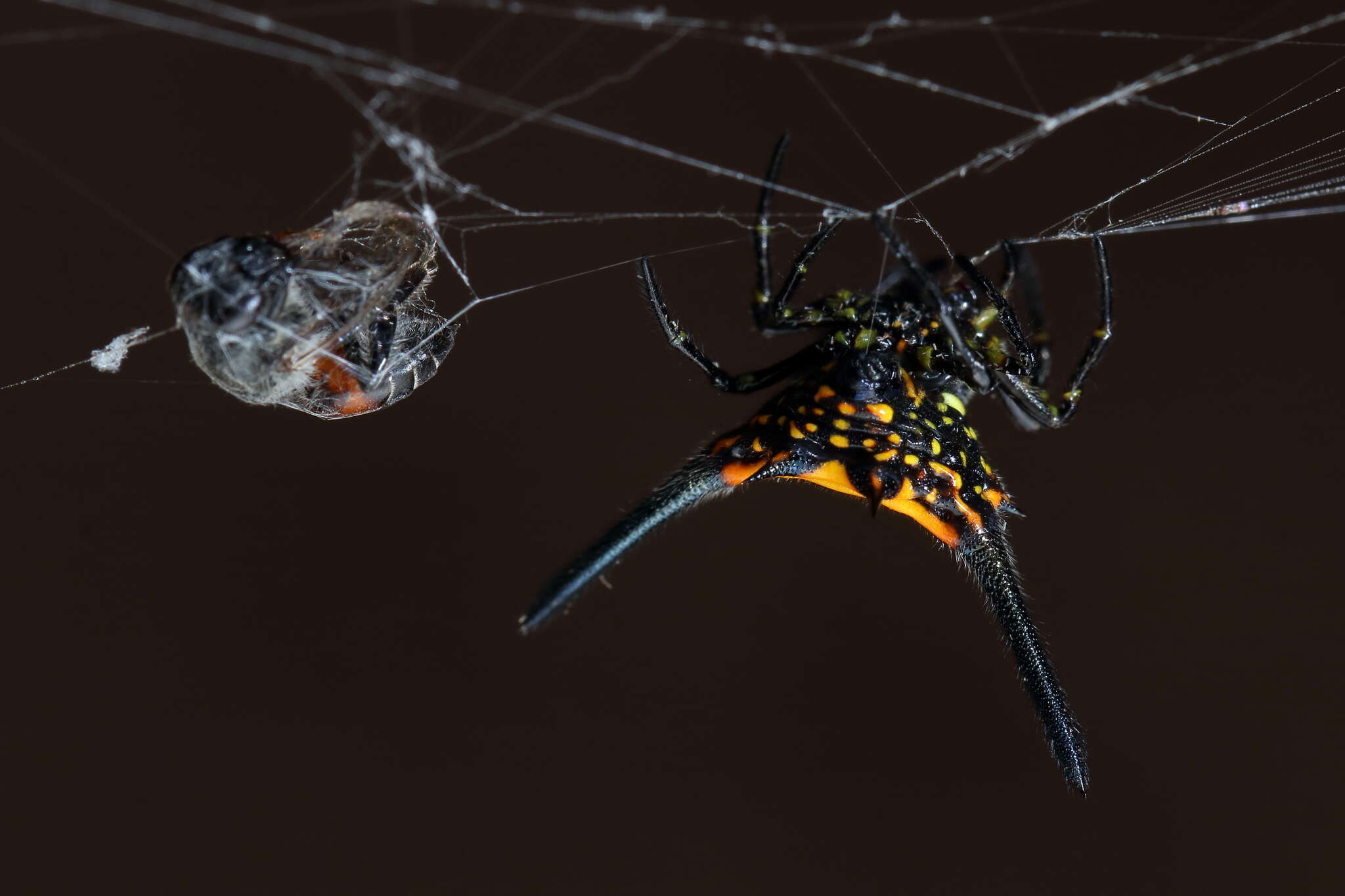 Image of Gasteracantha dalyi Pocock 1900