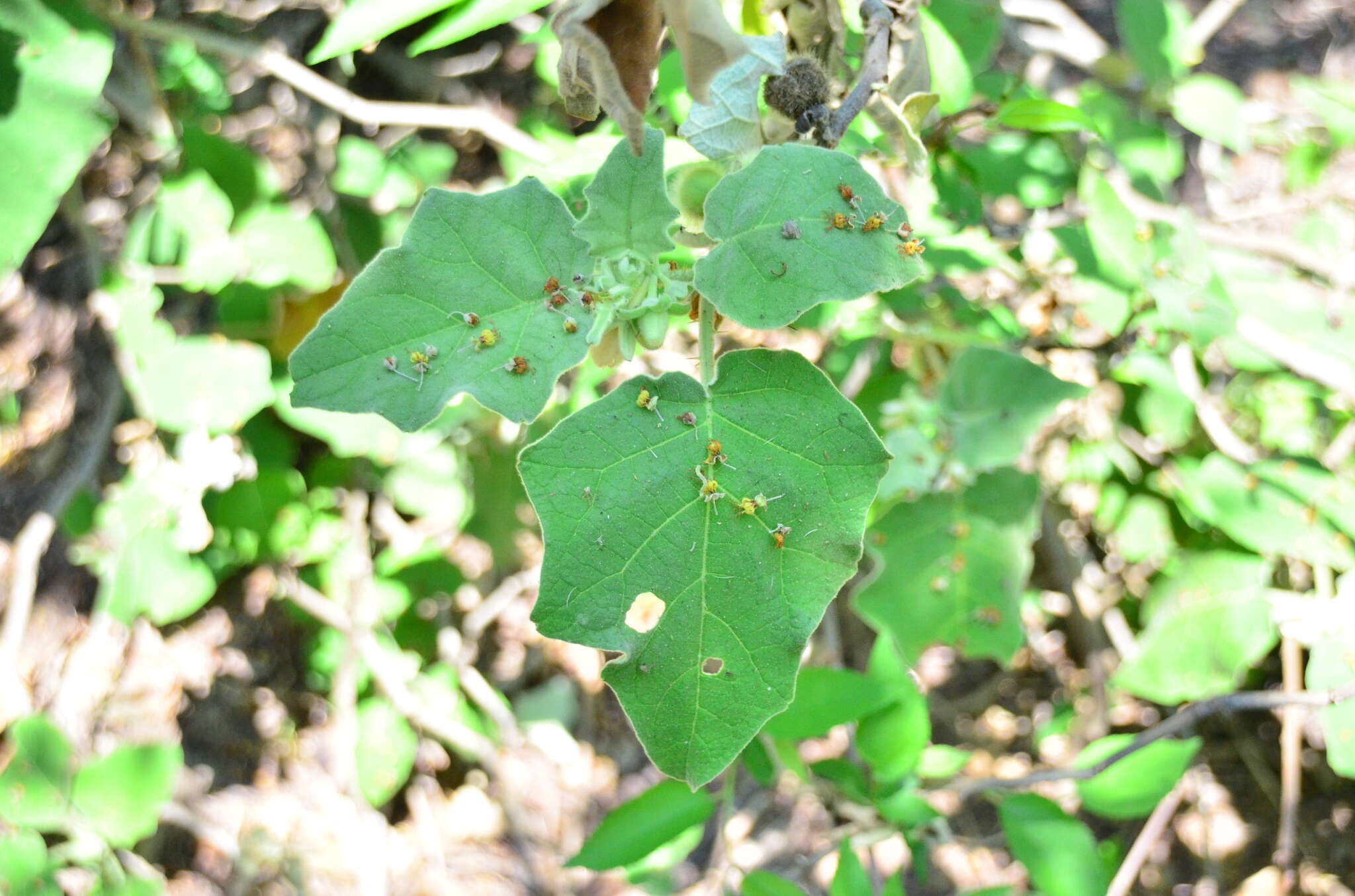 Image of Solanum hirtum Vahl