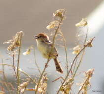 Image of Lesser Black-backed Cisticola