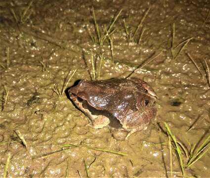 Image of Central Dwarf Frog; rãzinha