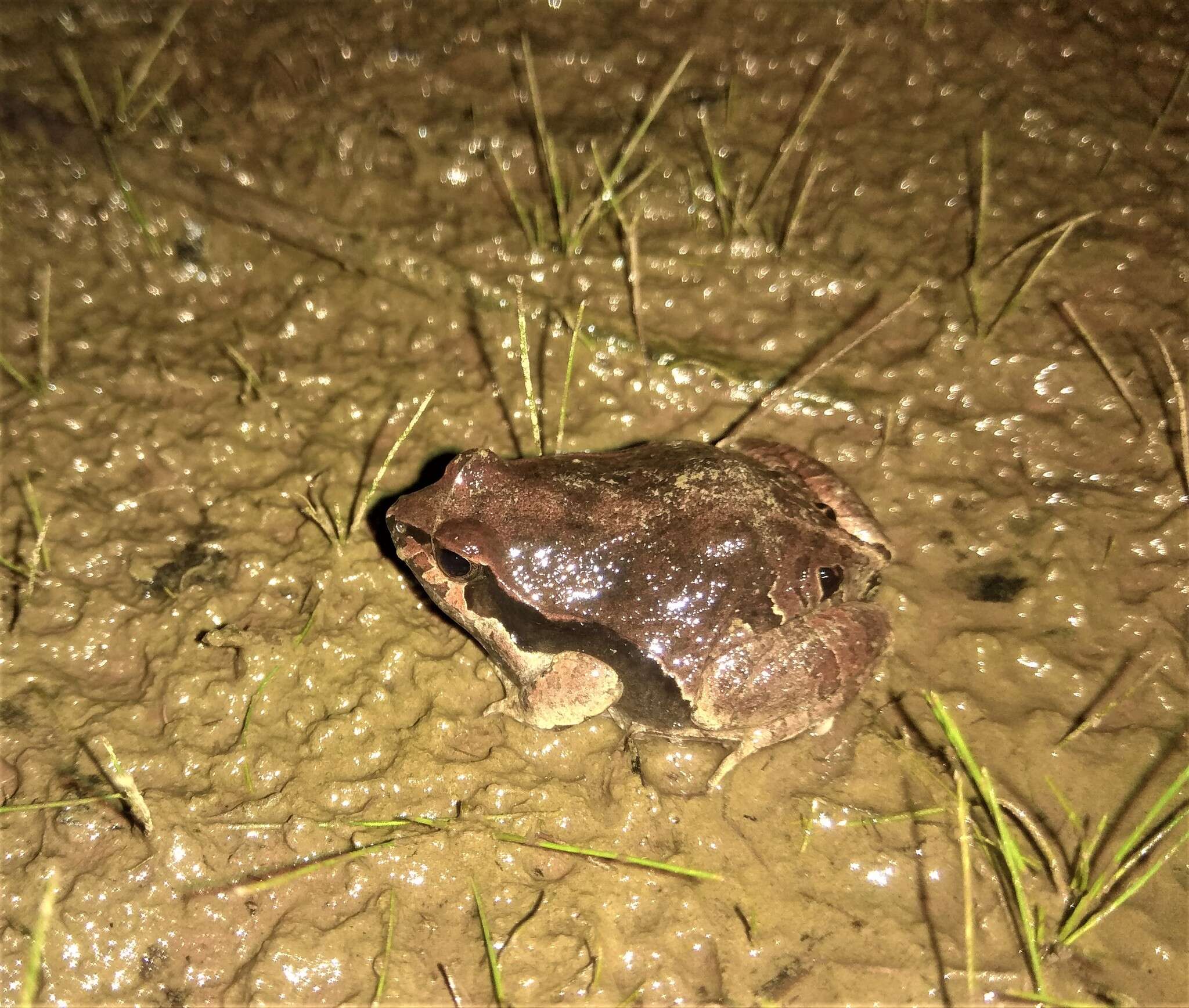 Image of Central Dwarf Frog; rãzinha