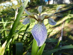 Imagem de Iris foetidissima L.