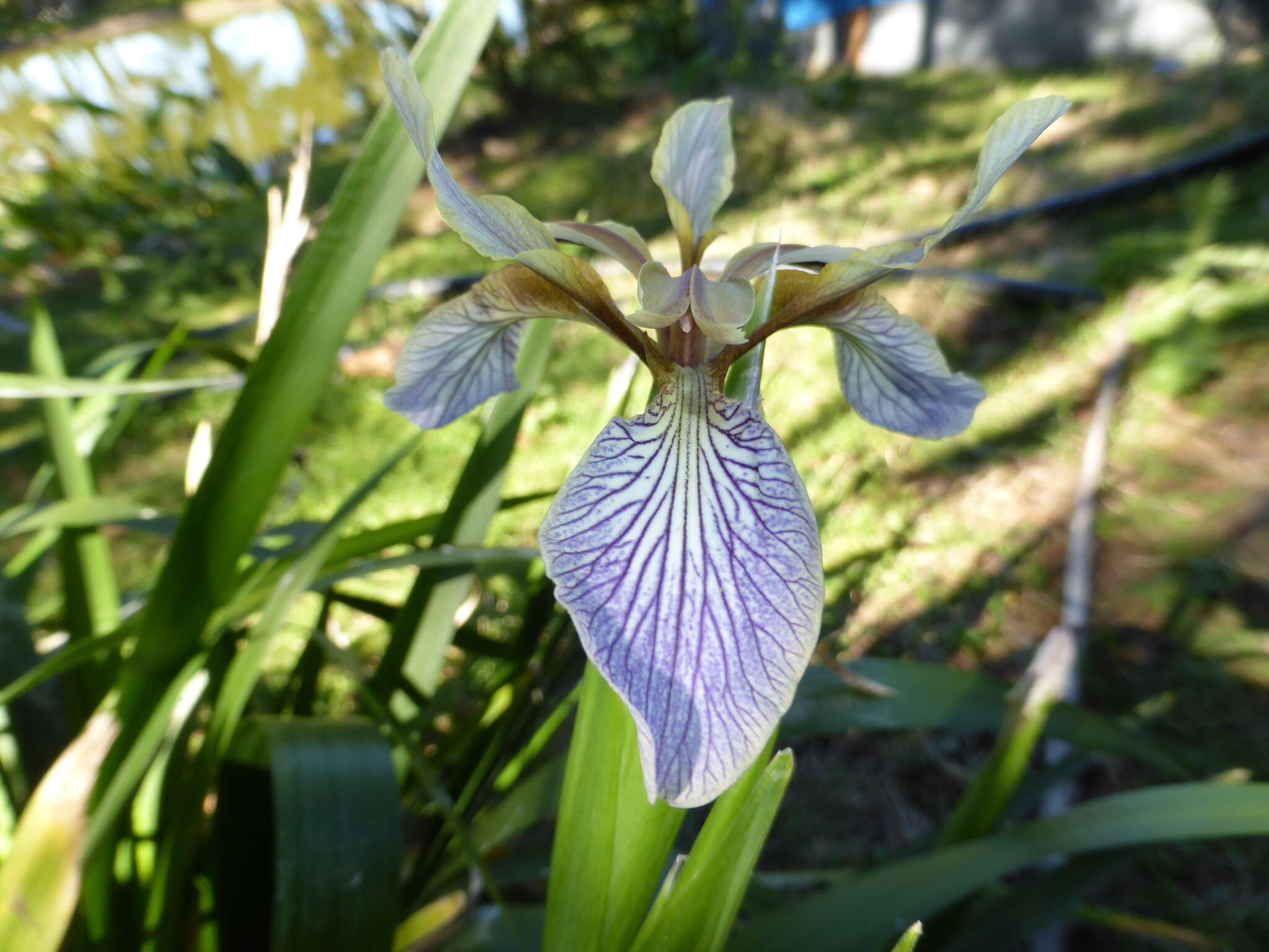 Image of stinking iris