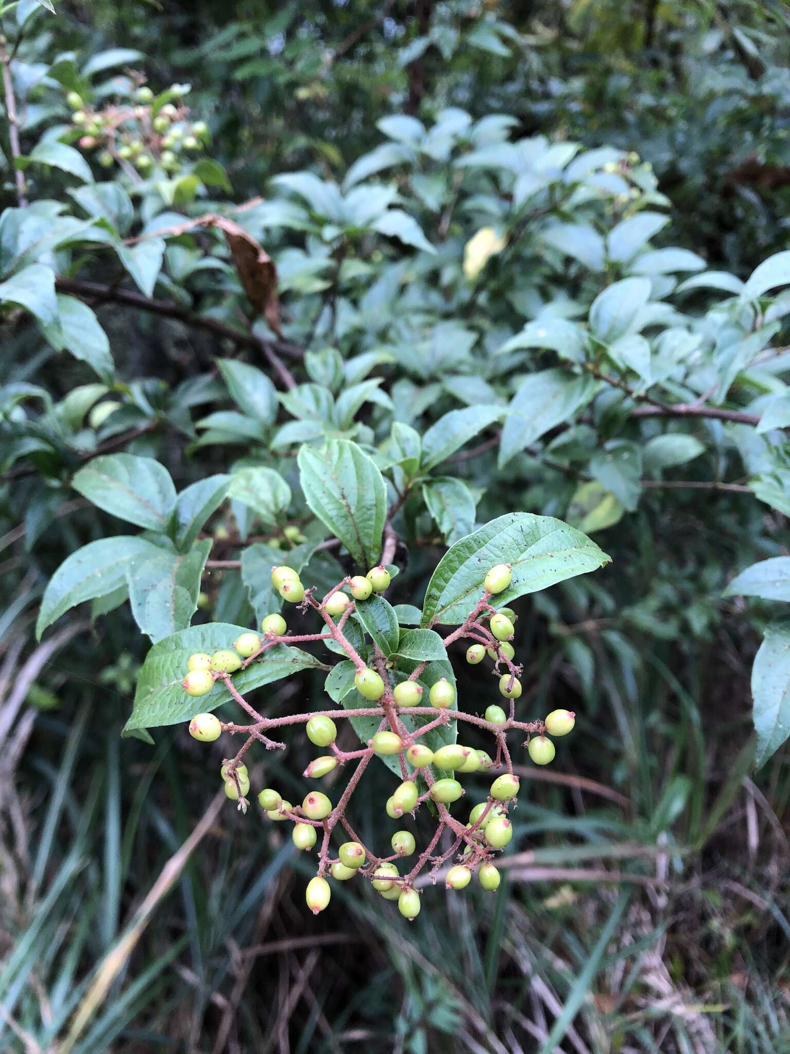 Image of Viburnum foetidum var. rectangulatum (Graebner) Rehder