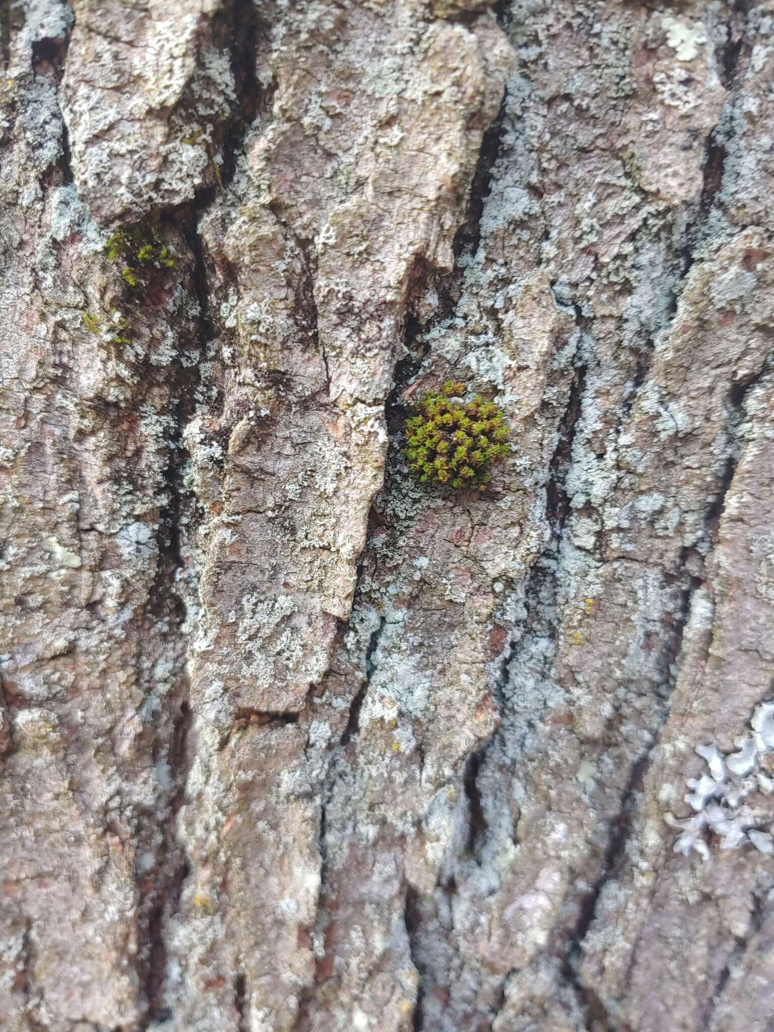 北方捲葉苔的圖片