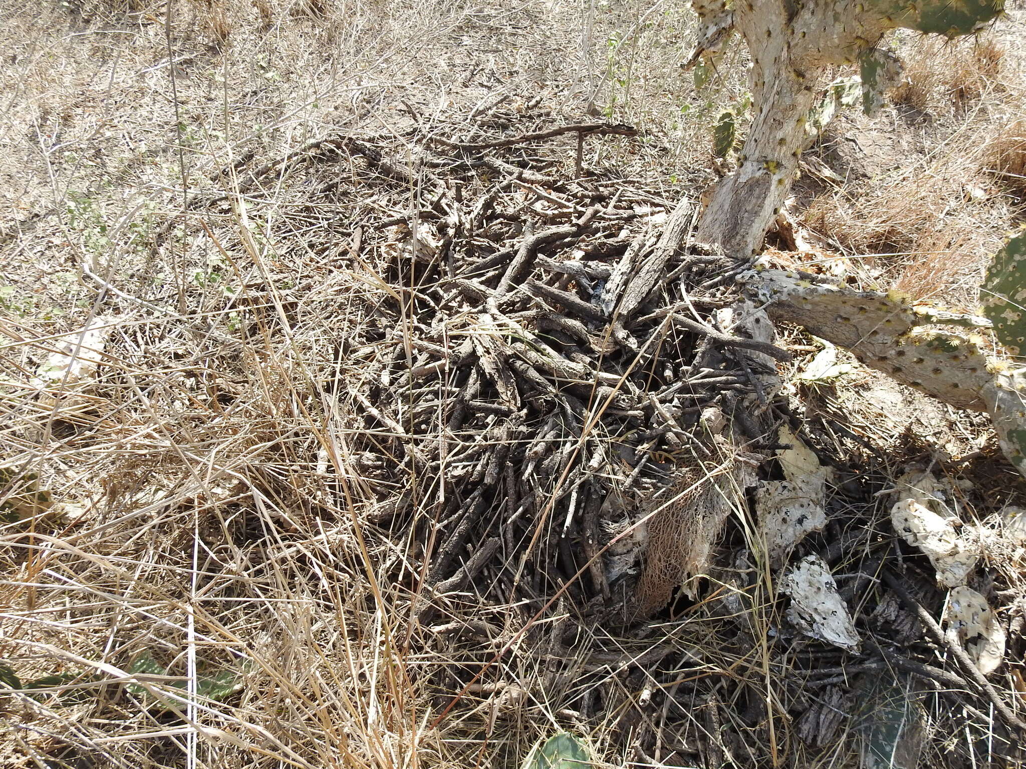 Image of Southern Plains Woodrat