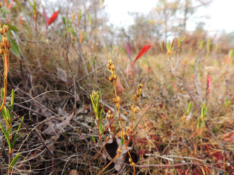 Image of yellow screwstem