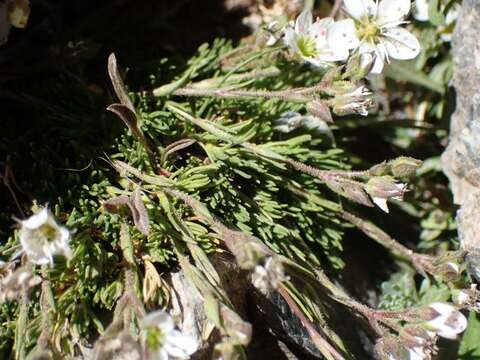 Image of Minuartia recurva (All.) Schinz & Thell.