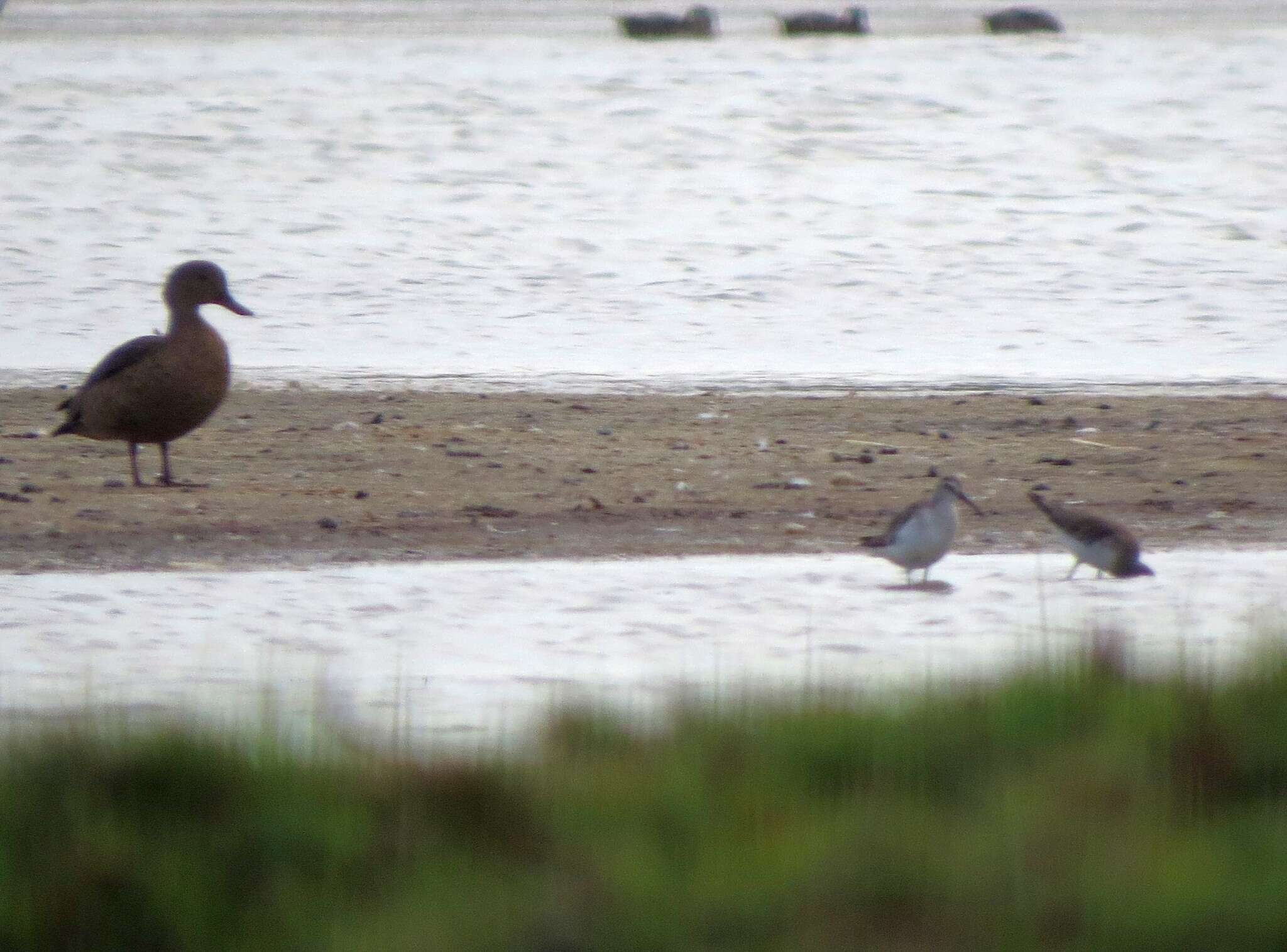 Image of Bernier's Teal