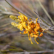 Image of Grevillea juncifolia Hook.