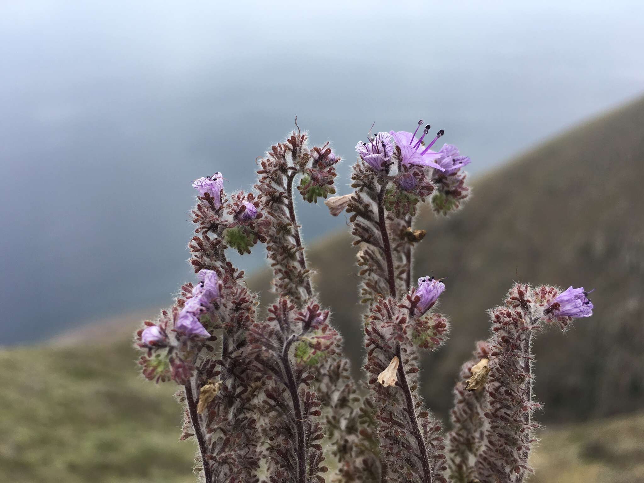 Imagem de Phacelia floribunda Greene