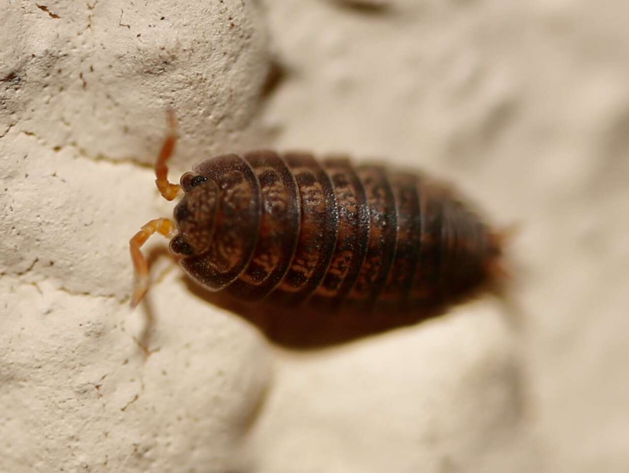 Image of Pillbug