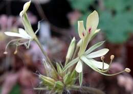 Image of Pelargonium triandrum E. M. Marais