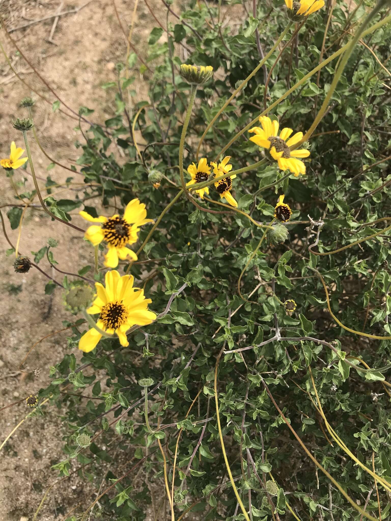 Image of Encelia asperifolia (S. F. Blake) C. Clark & D. W. Kyhos