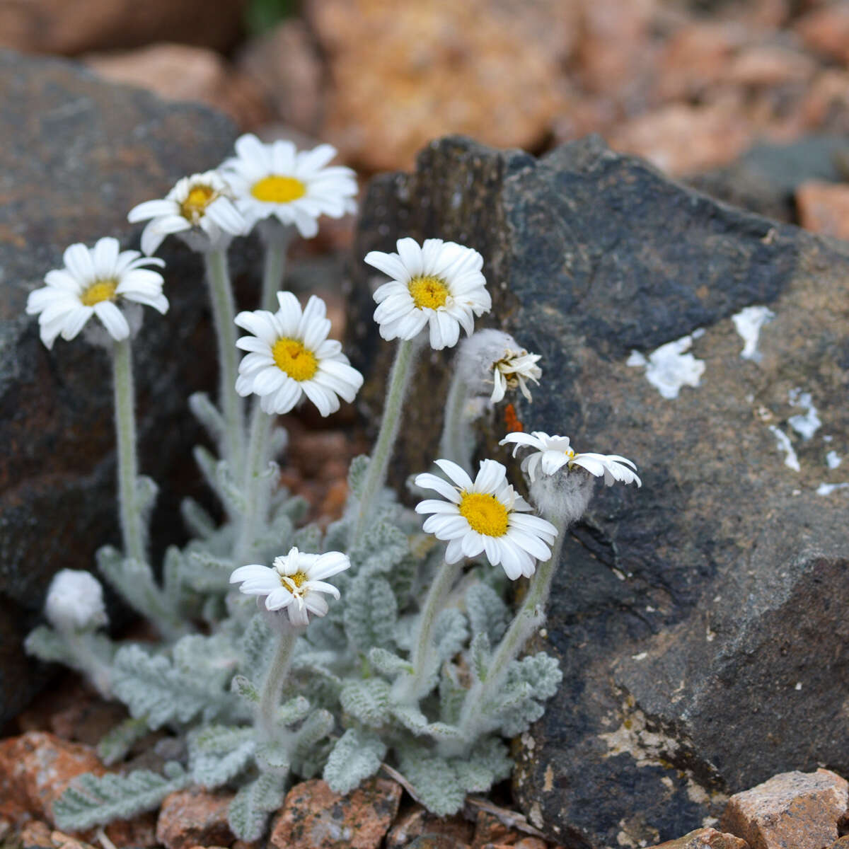 Image of Richteria leontopodium Winkl.