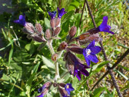 Anchusa hybrida Ten.的圖片