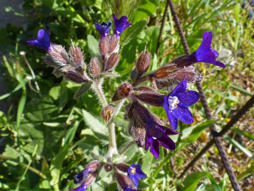 Anchusa hybrida Ten.的圖片