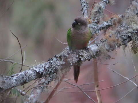 Image of Green-cheeked Conure