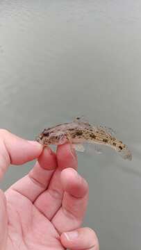 Glossogobius olivaceus (Temminck & Schlegel 1845)的圖片